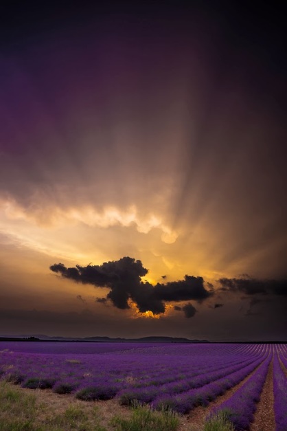 Lavender Sunset - Provence, France by Greg Krycinski